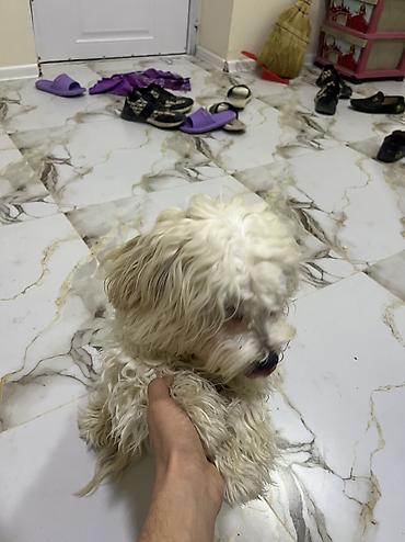 İtlər: Malta bolonka, 9 ay — 5