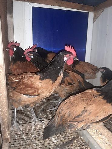 toyuq cücə satışı: Temiz qan Forvek cinsili hryvanlar satiwa cixardilib.Alman — 4