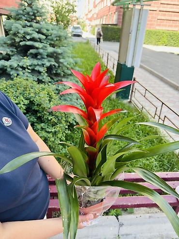 Гузмания (Guzmania) с ярким красно-алым прицветником в декоративном