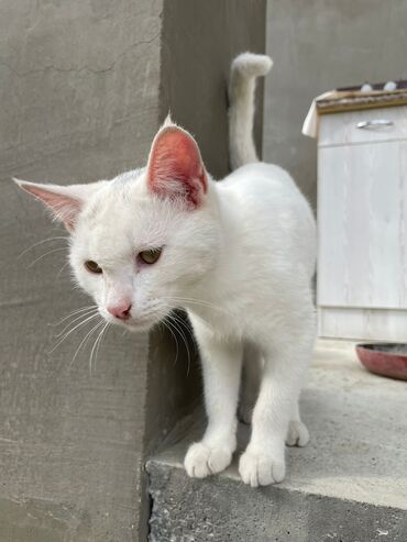 Pişiklər: Türk anqora -da lalafo.az — 16 Pişiklər: Türk anqora — 16