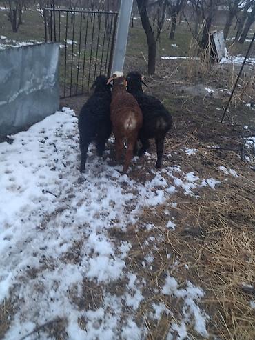 Баран, овца: Продаю | Овца (самка) | Для разведения at lalafo.kg — 2 Баран, овца: Продаю | Овца (самка) | Для разведения — 2