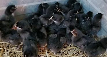dekorativ toyuq: Toyuq, Australorp, Damazlıq, Ünvandan götürmə, Pulsuz çatdırılma, Ödənişli çatdırılma — 10