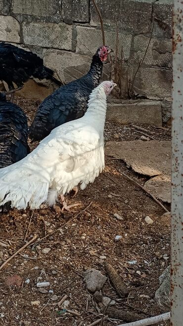 Hinduşka: Dişi, Damazlıq, Ünvandan götürmə — 8