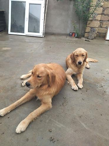 it golden: Retriever — 1
