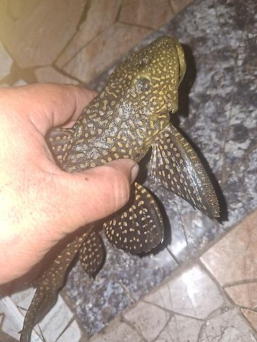akvarium baliqlari satisi: Salam iri ölcülü xişnik şüşə təmizdiyən isdiyən əlaqə saxlssın — 1