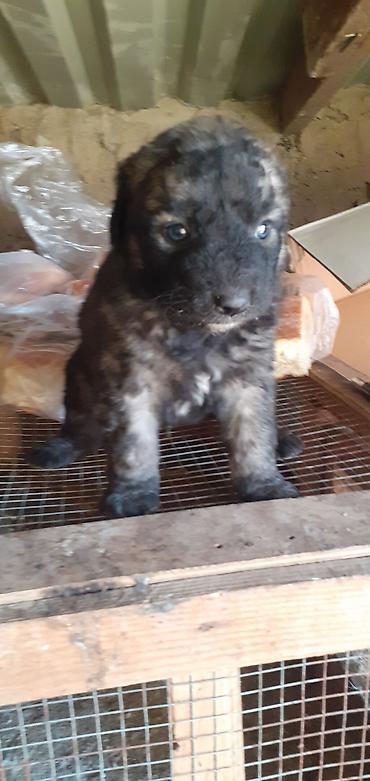 İtlər: Alman çoban iti, 1 ay — 14