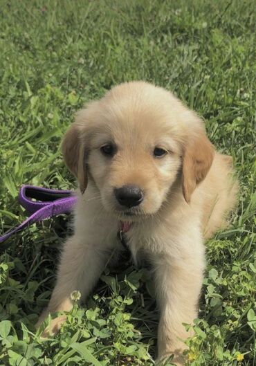 İtlər: Labrador-retriver, 1 ay, Dişi — 5