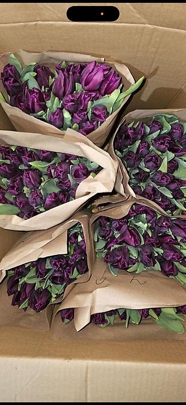 Букеты из живых цветов: Тюльпаны Голландские от 85с ОПТОМ (Район ж/м Кок Жара) ул — 15