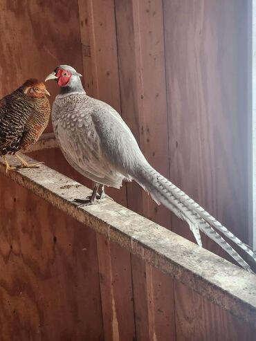 Куры, петухи: Продаю | Куры, Петух — 2