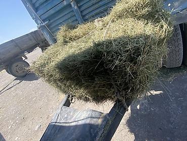 Кастра с сеном молодая плотные и большие тюки at lalafo.kg — 5 Кастра с сеном молодая плотные и большие тюки — 5