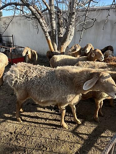 Баран, овца: Продаю | Овца (самка) | Для разведения — 8