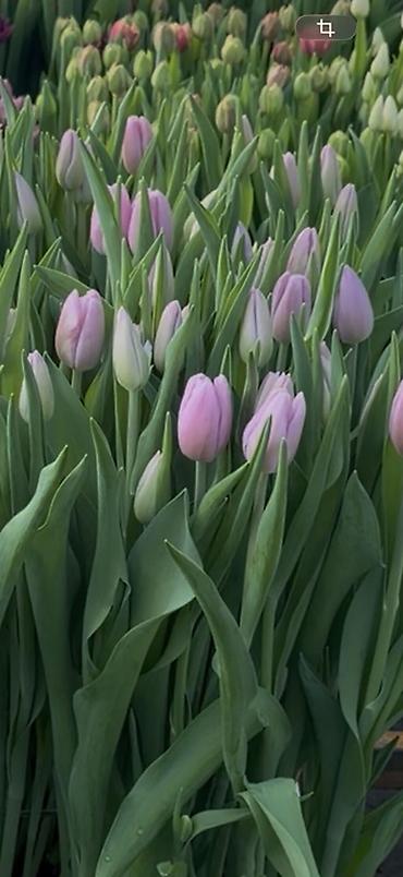 Букеты из живых цветов: Тюльпаны на 8 марта Принимаю корпоративные заказы с оформлением 16 — 3