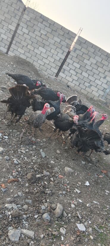 Hinduşka: Məhsul: Hinduşka sürüsü Təsvir: 8 ayliq tam sağlam kəsimə yararlı — 10