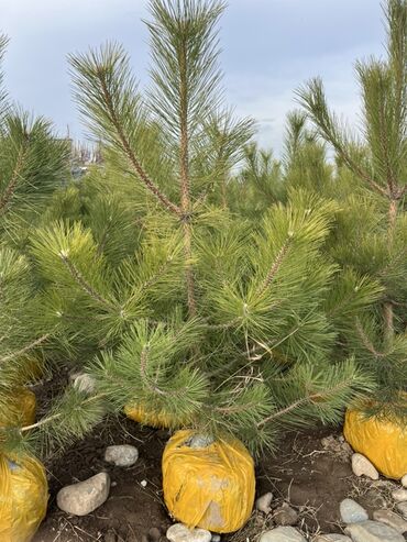 Декоративные деревья: Саженцы деревьев: Сосны — 14
