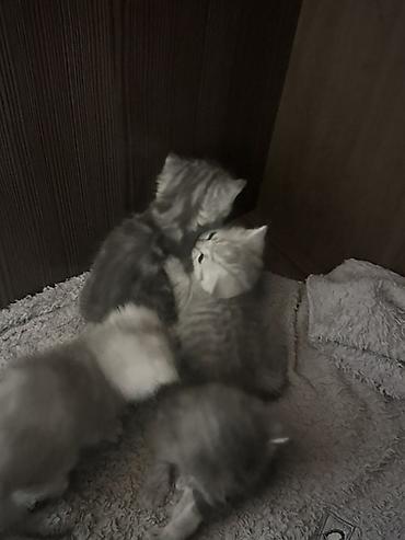 отдаю котят: 2 месяца, Девочка, Приучена к лотку — 5