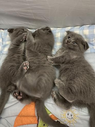 scottish fold satilir: Şotland yastı qulaq, Dişi, Erkək, Yaxşı əllərə, Ünvandan götürmə — 3