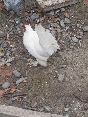 Xoruzlar: Yaponka xoruz 8 alıqdı aktiv sağlam xoruzdu təkdi — 8