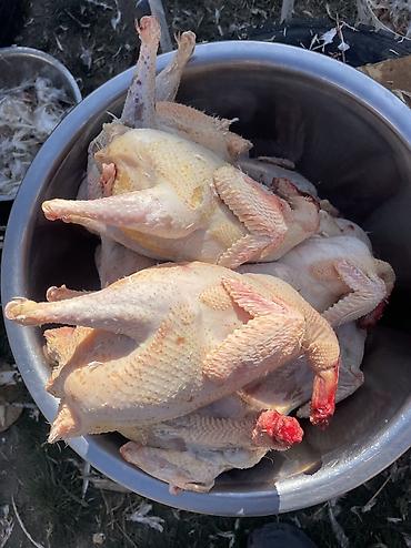 кой ети: Продаю | Куры | Несушки — 7