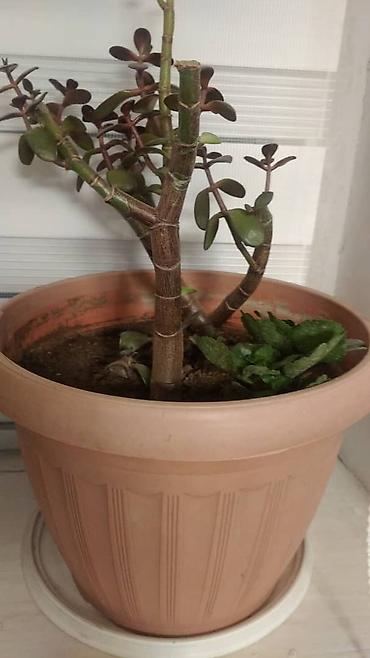 Другие садовые цветы и кустарники: Комнатные цветы от 350 сом ❗❗ — 10