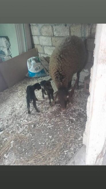 Qoyunlar, qoçlar: Birinci qarindi biri diwi biri erkeydi balasi son qiymet 1000 azn