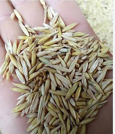 şəkil çərçivə: Vələmir Yulaf toxumu – yem və yaşıl kütlə üçün - Növ: Yulaf (Avena — 1