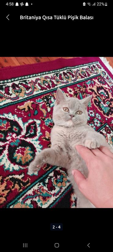 отдам в добрые руки: Британская