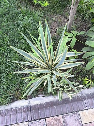 юка маленькая: Юкка нитчатая (Yucca filamentosa) пестролистная, садовая форма — 1