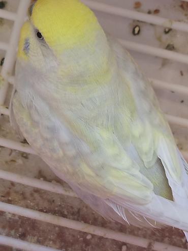 bulbul quşu satışı: Salam ər və arvad yumurtalarıda var. 65 manatdan 45 manata endirim — 1
