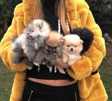 Psi: Pomeranski špic,Pomeranac,Pomeranian,Boo štenci Ako ste odgovorna — 2