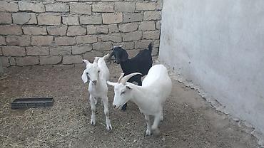 pulsuz heyvanlar verilir: 3 baş keçi - Növ: yerli süd və ət istiqamətli keçilər - Rənglər: 2 — 5