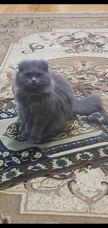 cat ruletka: Britan yastı qulaq, Erkək, Cütləşmə üçün, Ünvandan götürmə, Ödənişli çatdırılma — 5