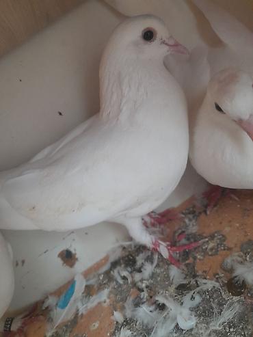 bulbul quşu satışı: Supet göyercinlerdir yerim yoxdur saxlaya bilmire tek tek baha almisam — 4