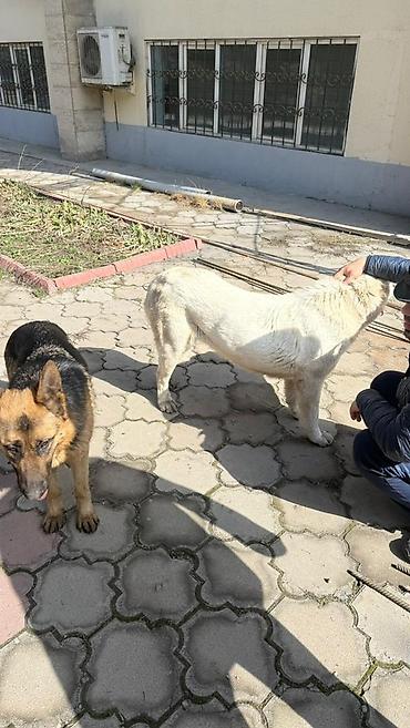 Другая автоэлектроника: Продаю контроллер 96-120 v 8- 15 kw с программным обеспечением,ЭБУ — 20