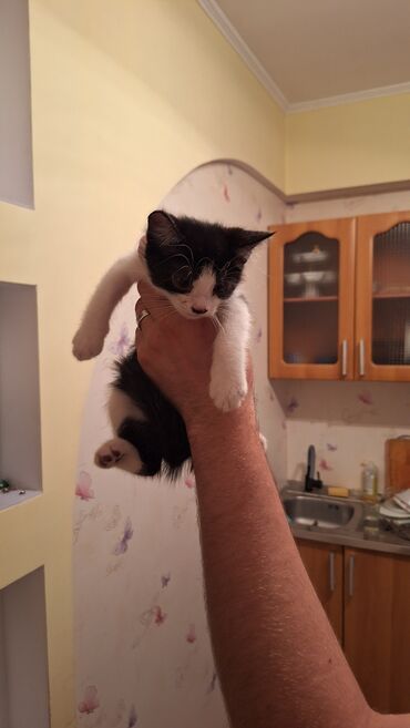 купить кошку в оше: Отдам в добрые руки 3 котёнка