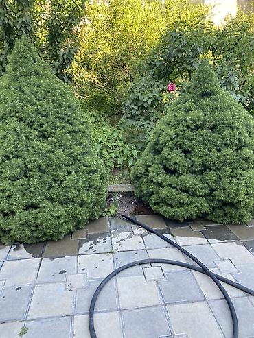 epimedium bitkisi satisi: Dekorativ iynəyarpaq kol – konus formalı 5ededdi - Bitki növü — 1