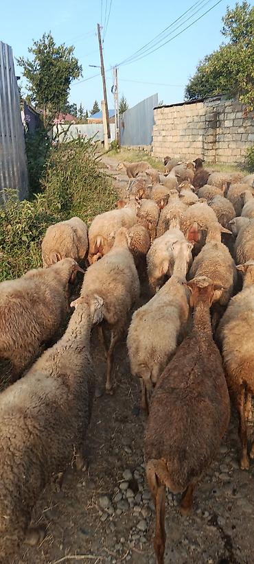 hereti xoruz sats: Salam 50baw boyuk 3dene bala. cemi 53eded tecili satilir — 3