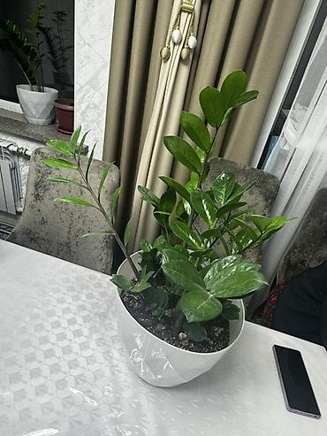 Үй жана бакча: 🌿 Роскошный крупный замиокулькас в стильном белом кашпо - настоящее — 6