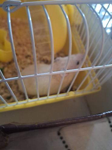 Зоотовары: Hamster və qəfəs dəsti - Növ: kiçik hamster (ağ rəng tonlarında) - — 4