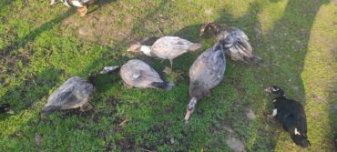 cennet qusu: Lal ördekler satılır cins və yerli ördekler var çekikeri ferqliri diri