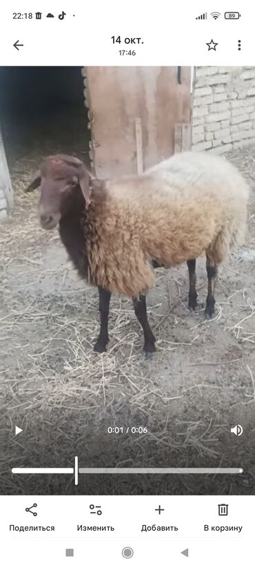 bmw 3 серия 318d at: Erkek. Temiz qala sortu Qoyun 9 ayllk. Unvan. Buzovna. baglarl