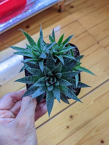 otaq bitkiləri: Aloe Aristata. Tam sağlam, problemsiz. Baxımı çox sadə. Torpaq — 2
