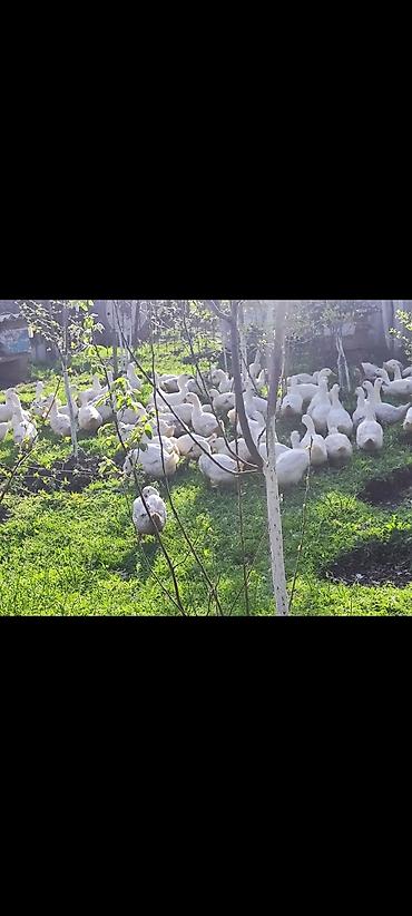 Ördəklər: Məhsul: Ağ ördəklər (sürü halında) Təsvir: - Açıq məkanda otlaqda — 4
