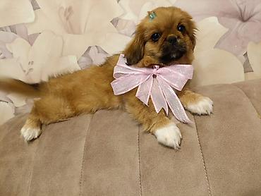İtlər: Pekines, 3 ay, Erkək — 4