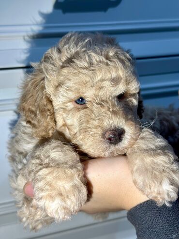 İtlər: Pudel, 2 ay, Peyvəndli — 3