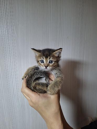 сямская кошка: Котёнок, тигровый окраc (браун табби) с белой грудкой и яркими — 4