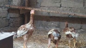 Коровы, быки: Петух, Heyrati, лет: 1, Самовывоз