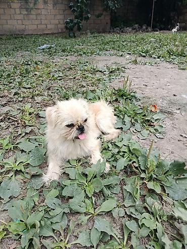 İtlər: Pekines, 1 il, Erkek, Ünvandan götürmə — 1