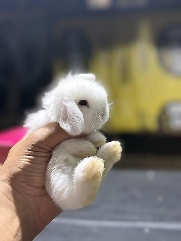 dovşan satılır: Mini Lop (asqılıqulaq) balaları - Cins: Mini Lop (asqılı qulaqlar — 3