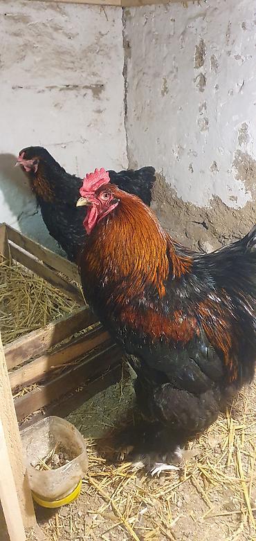 australorp toyuqlari: Satılır: iri cüssəli toyuq-xoruzlar (ehtimalən Brama tipli) - Rəng — 1
