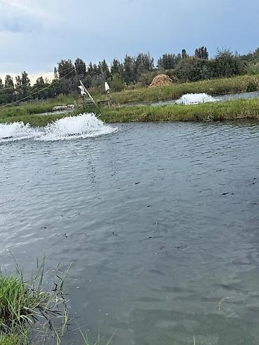 жильё: Продаю рыбу чон орукту — 2